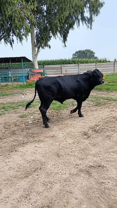 Bull | Wcha | Bchra | Australian Bull | High Quality Bulls For Sale
