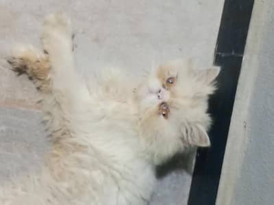 pikki face male cat beautiful