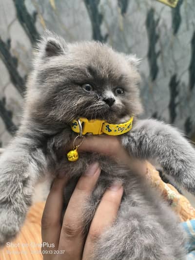 Persian Peaky's son for sale |