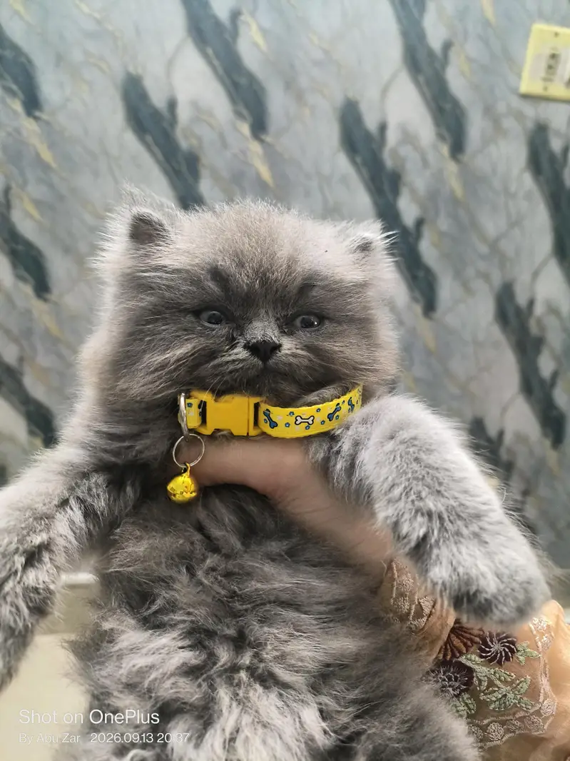 Persian Peaky's son for sale | — photo 2