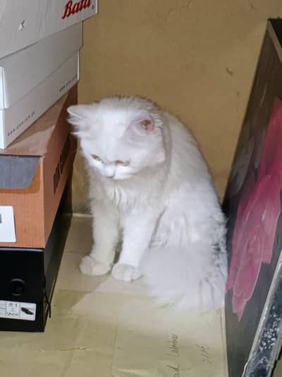 Snow White Doll-Face Persian Cat Available