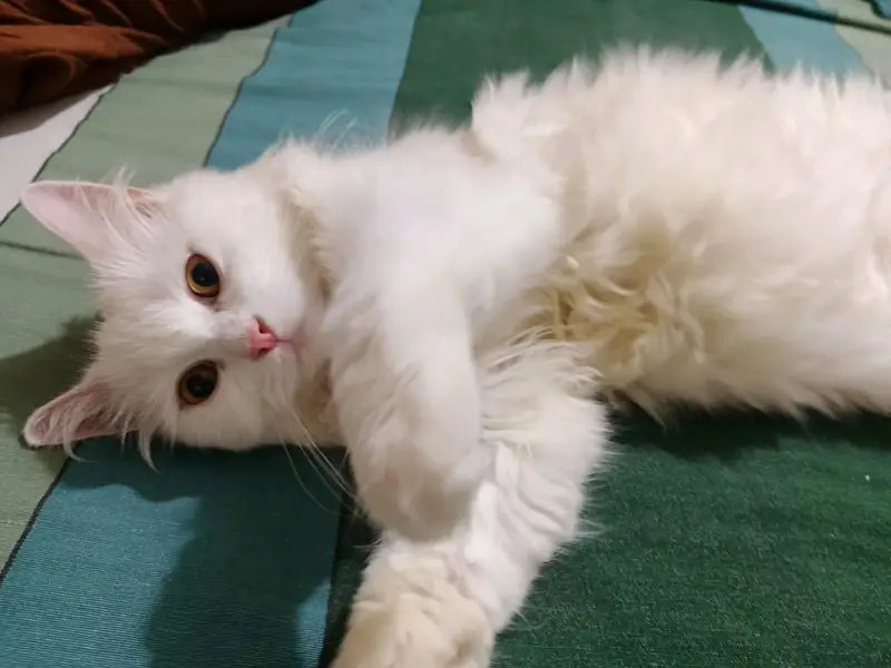Snow White Doll-Face Persian Cat Available — photo 2