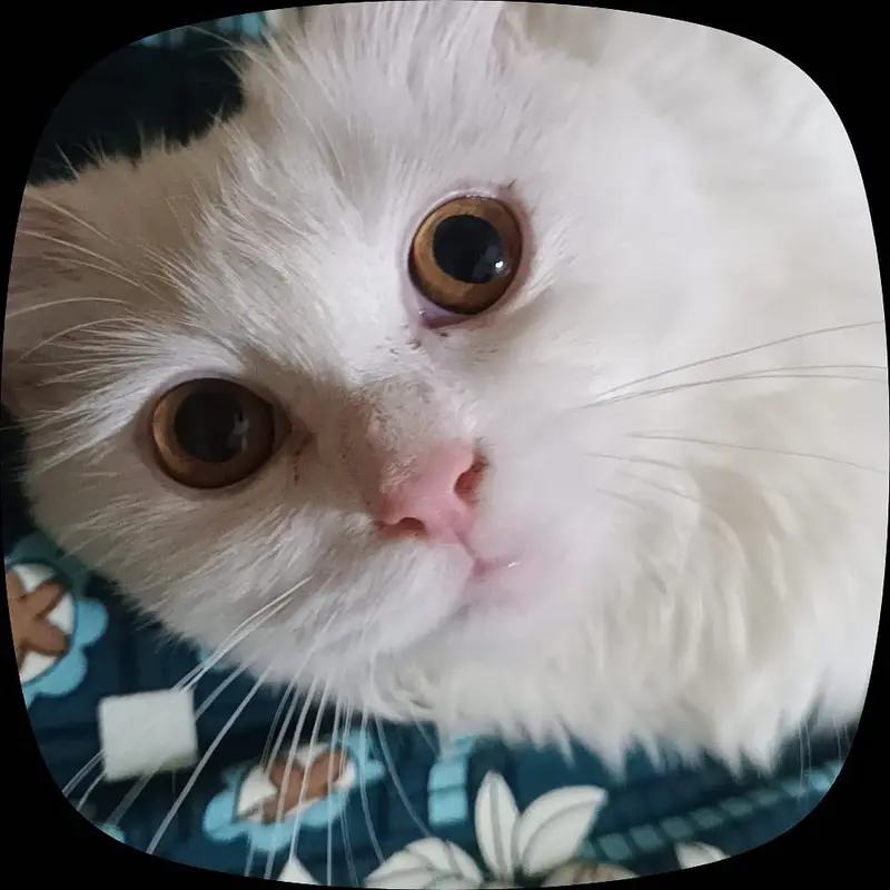 Snow White Doll-Face Persian Cat Available — photo 3
