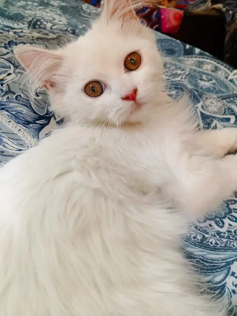 Snow White Doll-Face Persian Cat Available — photo 4
