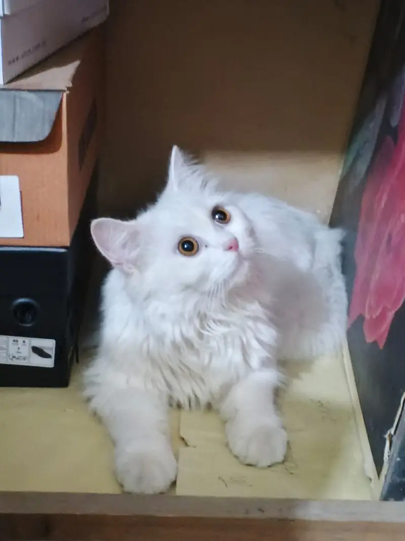 Snow White Doll-Face Persian Cat Available — photo 5