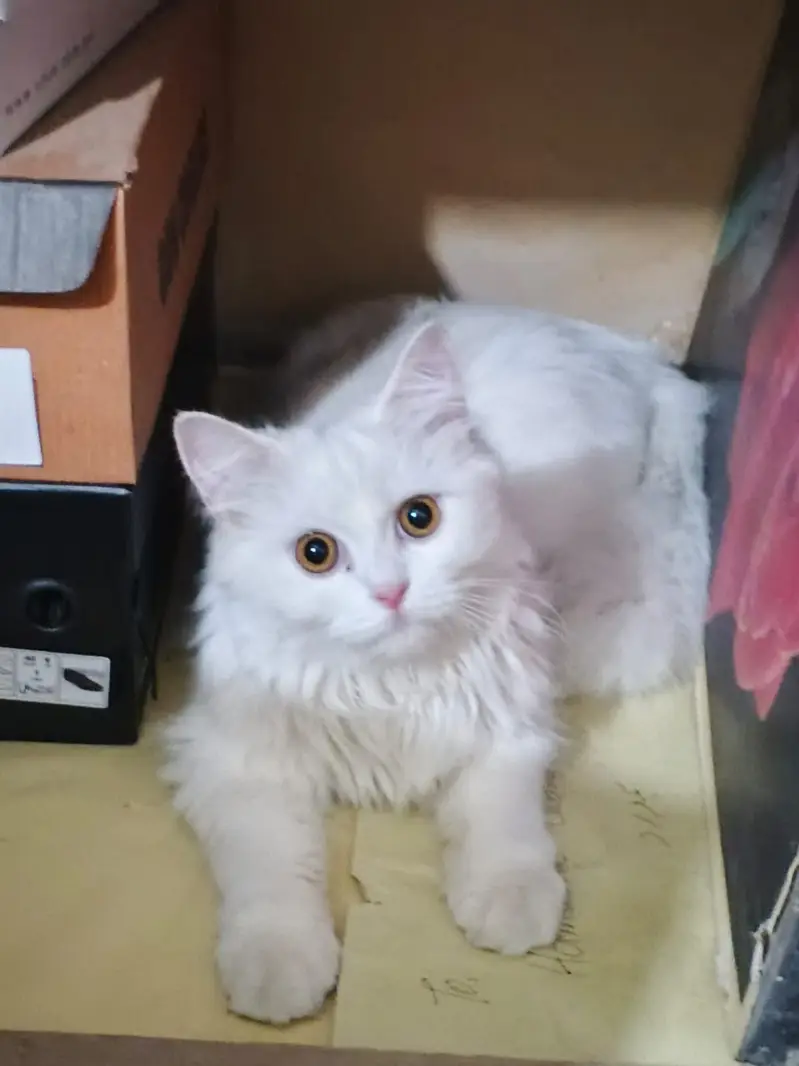 Snow White Doll-Face Persian Cat Available — photo 6
