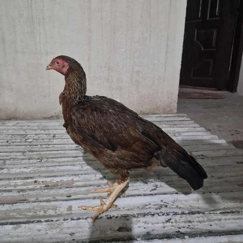 mianwali aseel — photo 4