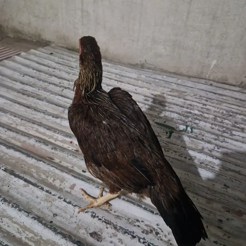 mianwali aseel — photo 5