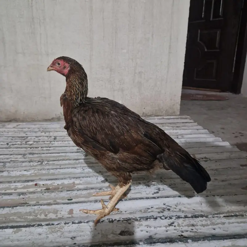 mianwali aseel — photo 6