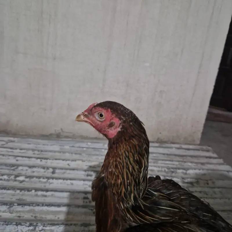 mianwali aseel — photo 7