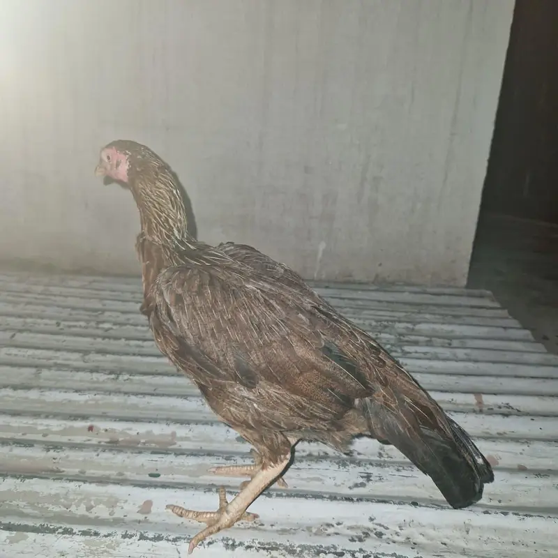 mianwali aseel — photo 8