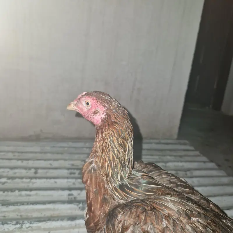 mianwali aseel — photo 9