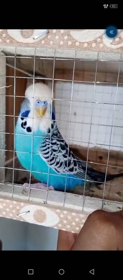 Exhibition split blackface  breeder male for sale 03350763912