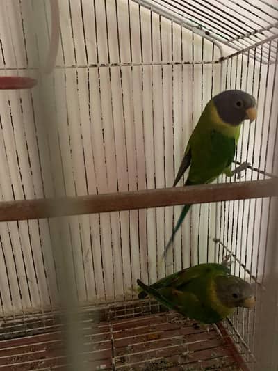 plumhead parrots pair