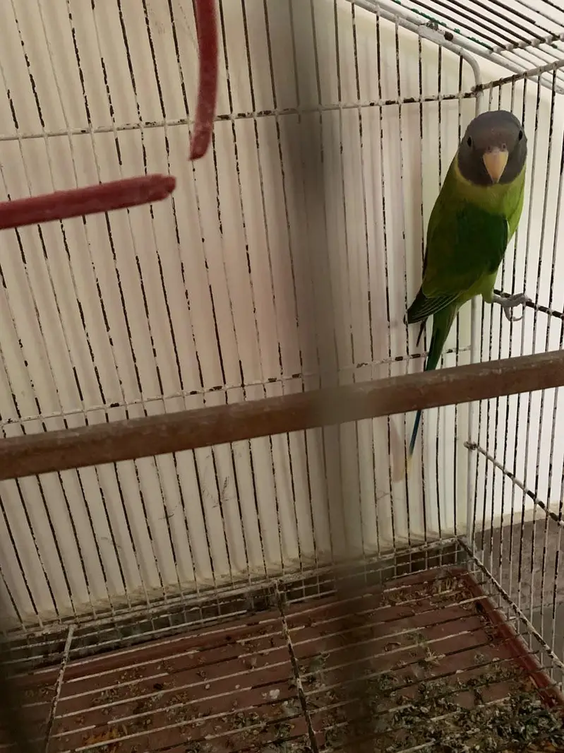 plumhead parrots pair — photo 2