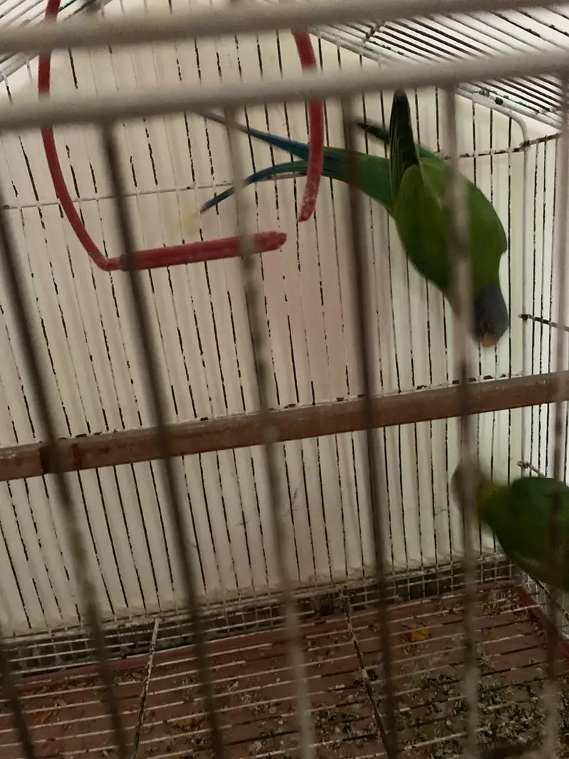 plumhead parrots pair — photo 4
