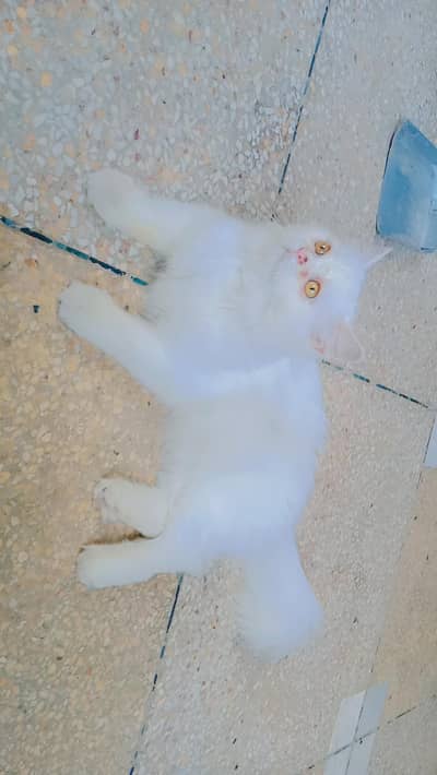 kitten