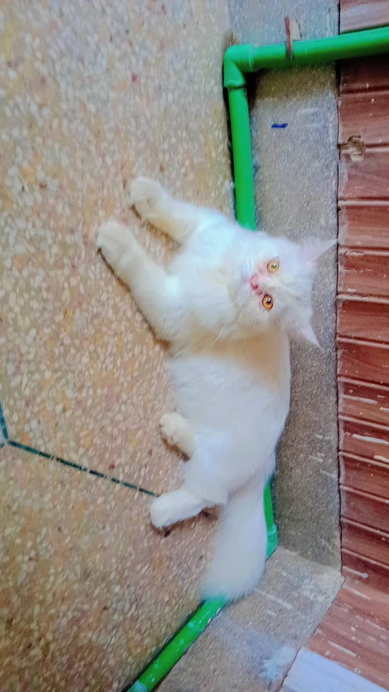 kitten 1
