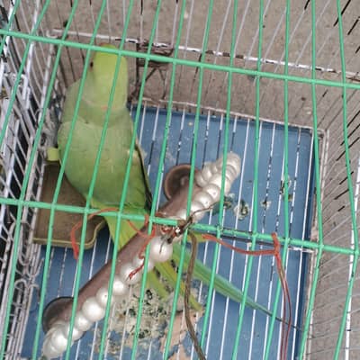 ringneck parrot