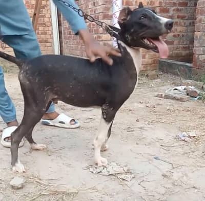bully gultair patha for sale age 6 month