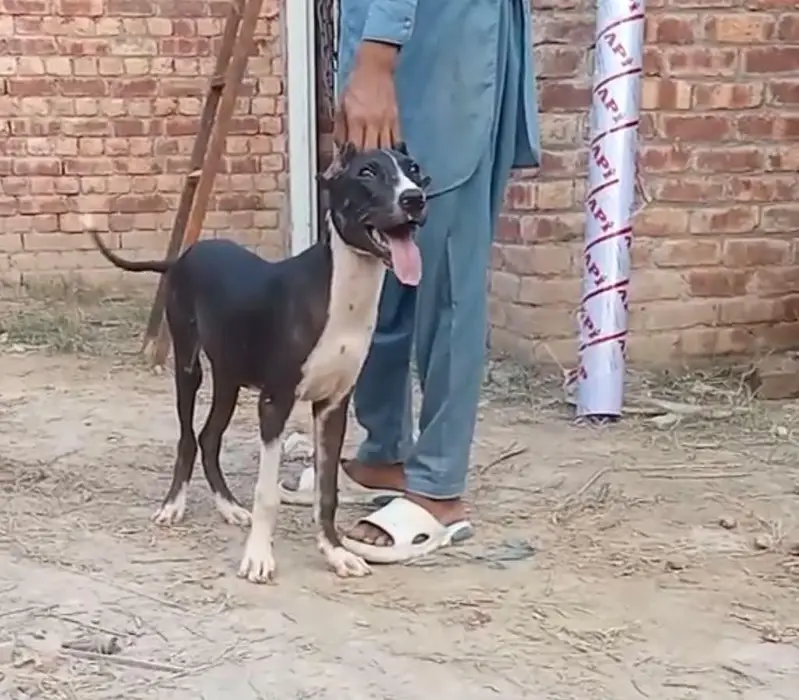 bully gultair patha for sale age 6 month — photo 2