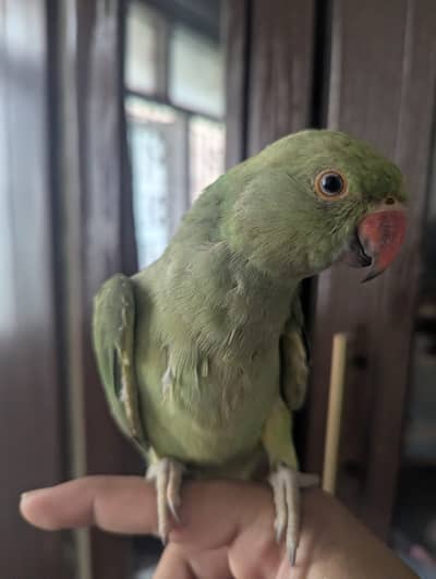Hand tame ringneck for urgent sell