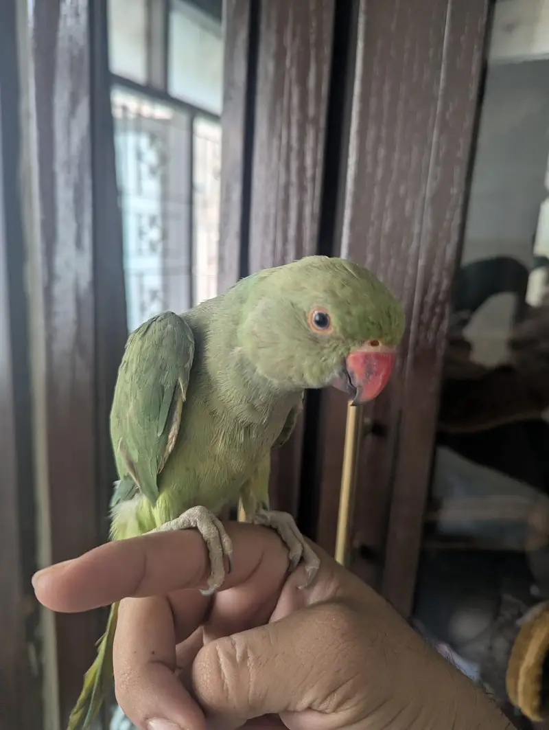Hand tame ringneck for urgent sell — photo 2