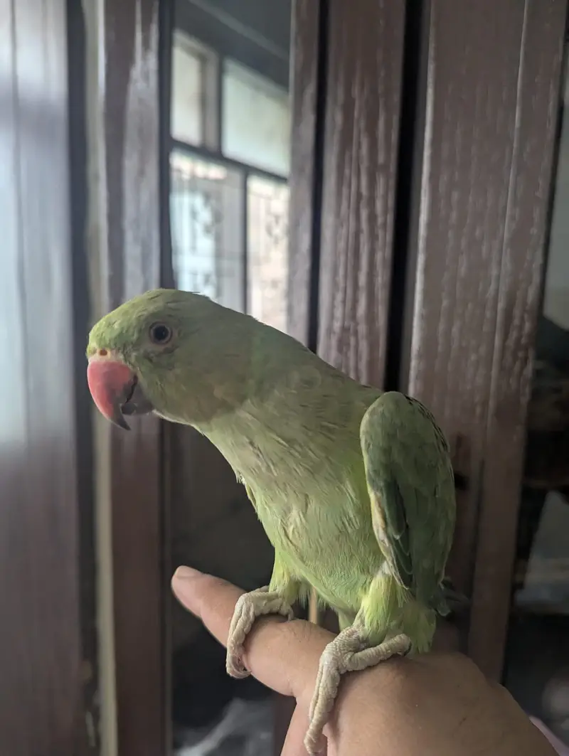 Hand tame ringneck for urgent sell — photo 3