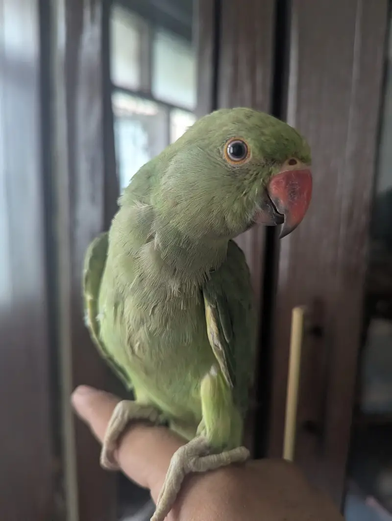 Hand tame ringneck for urgent sell — photo 4