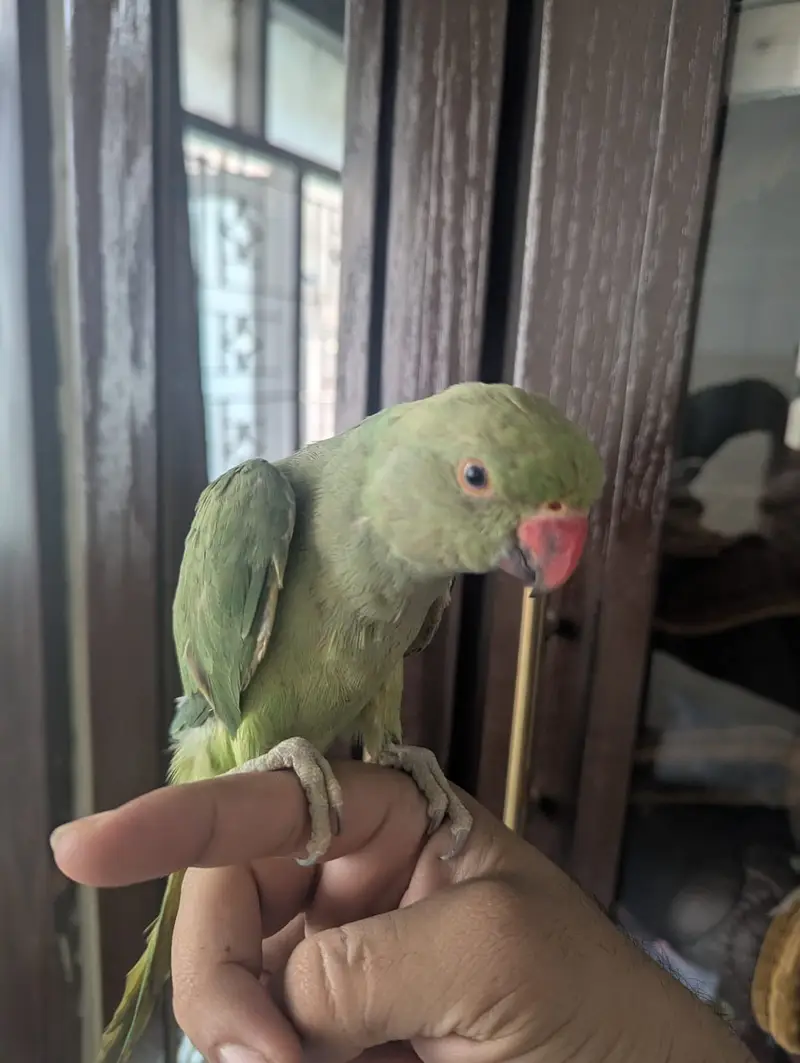 Hand tame ringneck for urgent sell — photo 5
