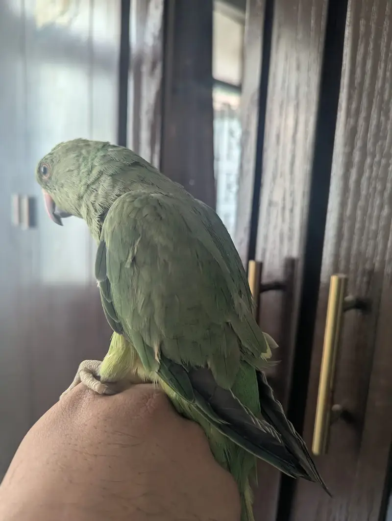 Hand tame ringneck for urgent sell — photo 6