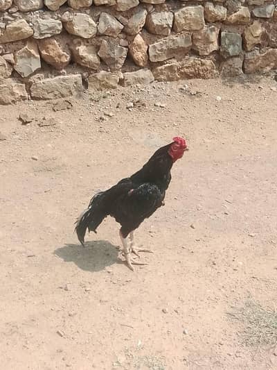 Belo Charg Check karo pic ma pir inbox ajow