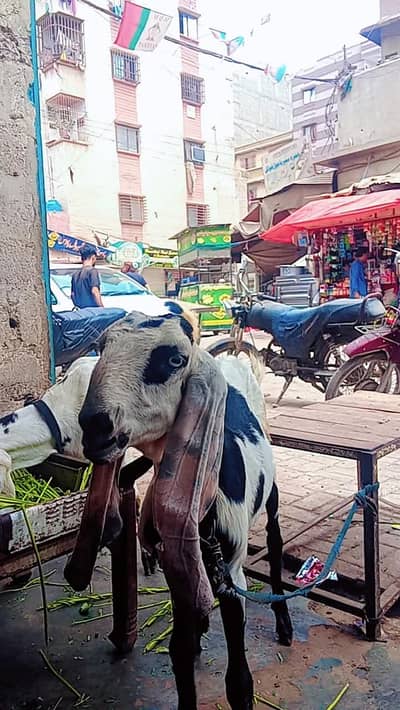 ghar ki pali hwe ha bakri