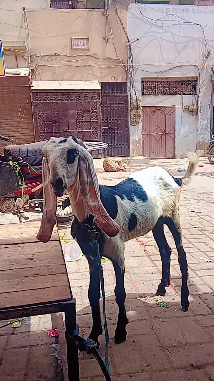 ghar ki pali hwe ha bakri — photo 2