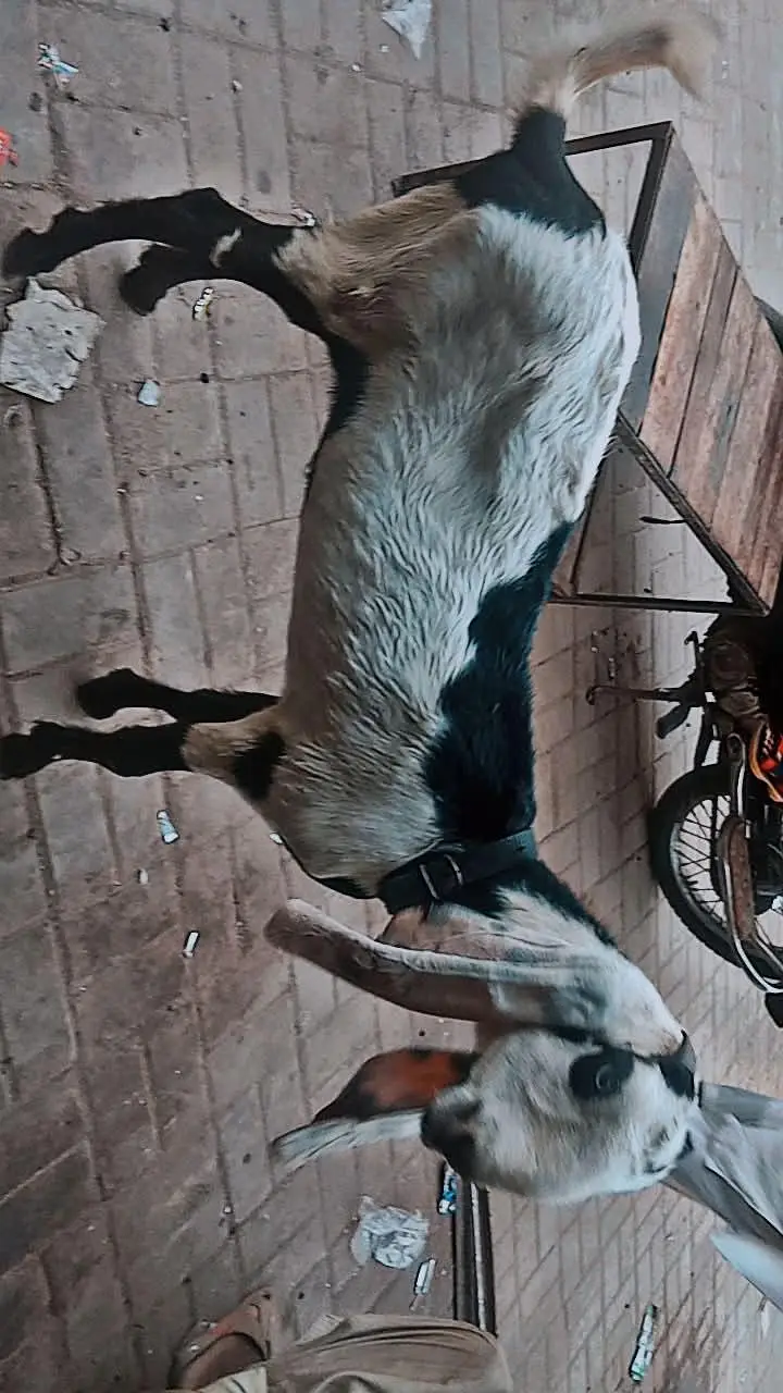 ghar ki pali hwe ha bakri — photo 4
