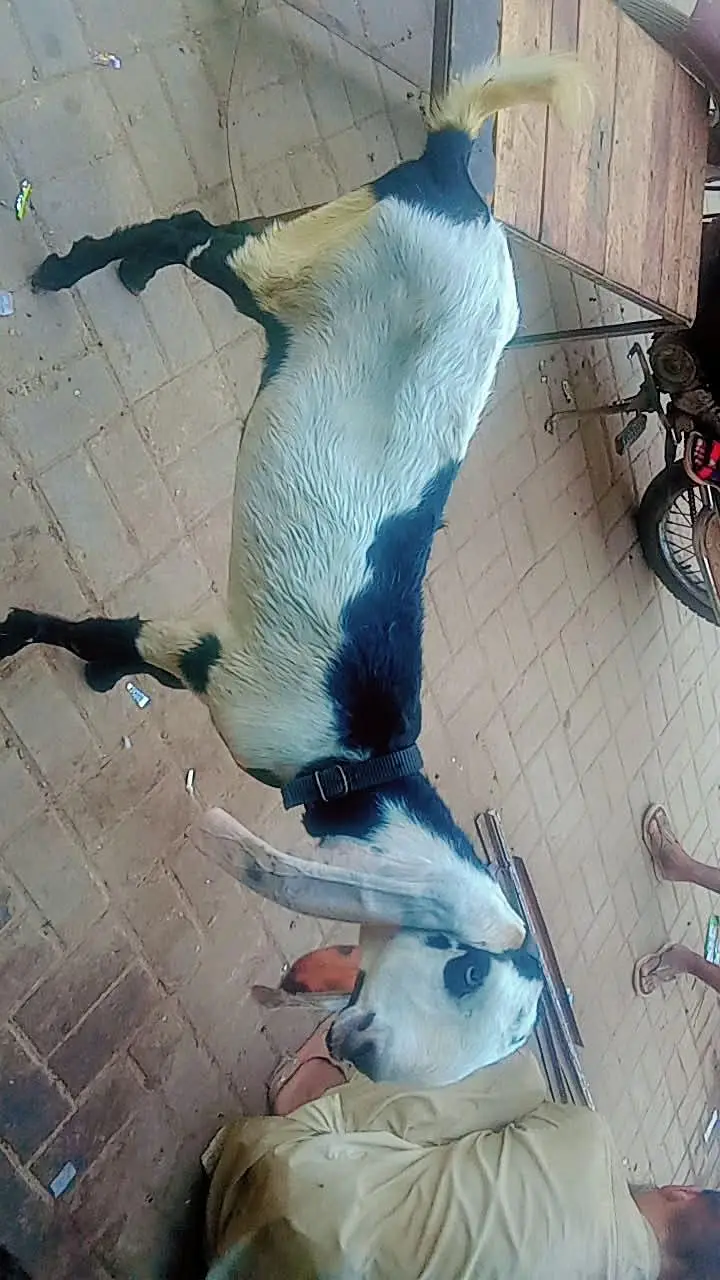 ghar ki pali hwe ha bakri — photo 5