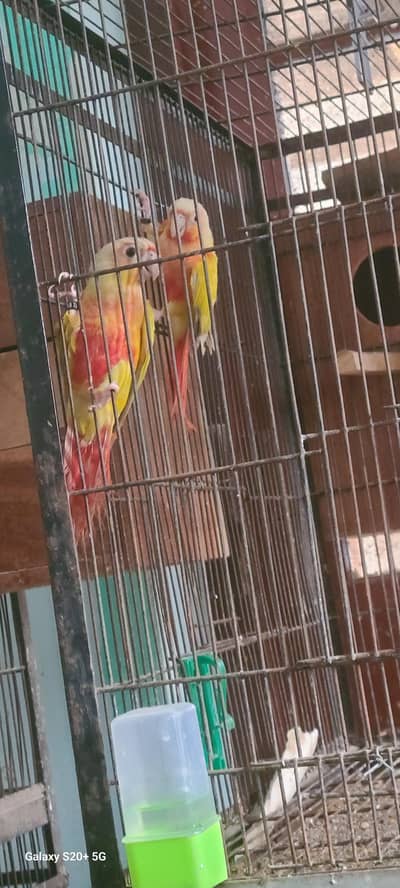 suncheeck conure