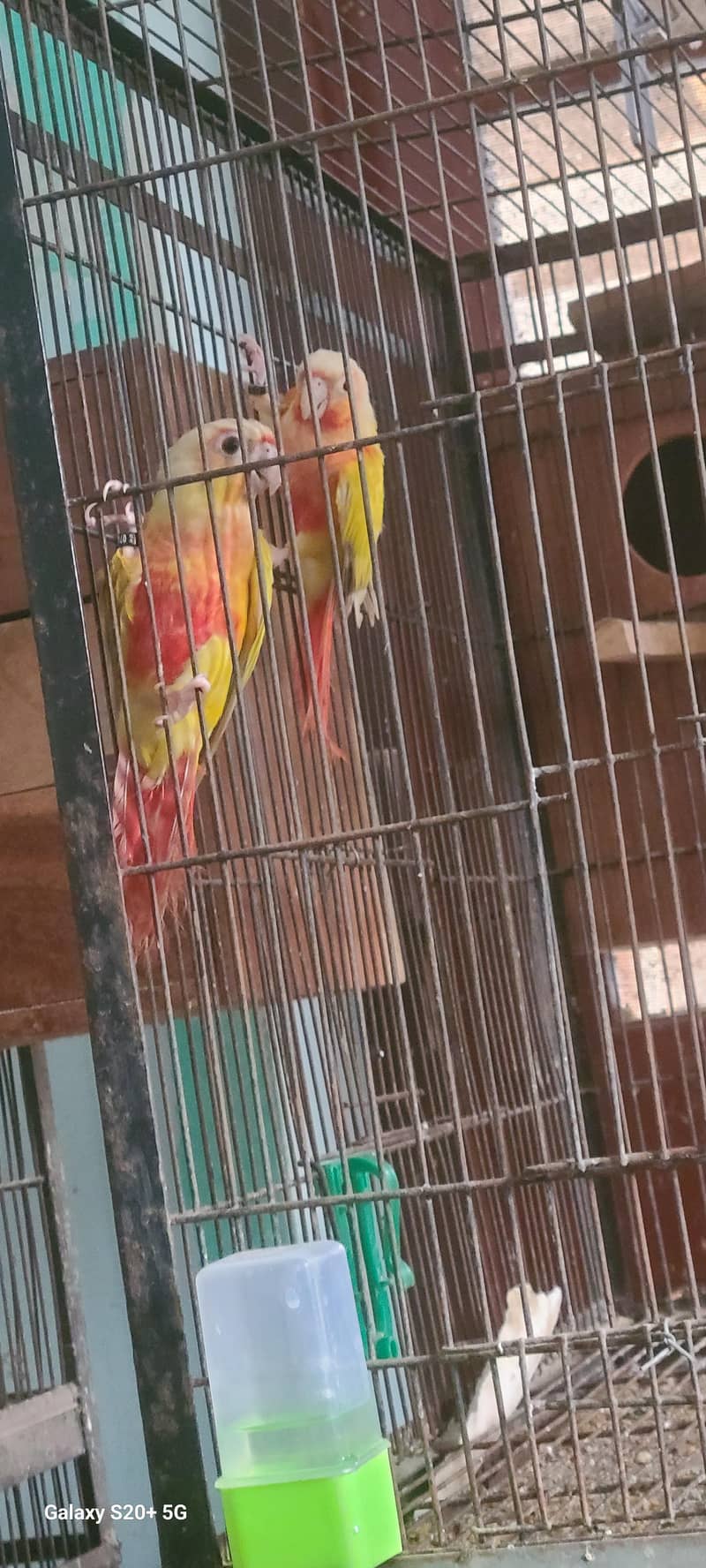 suncheeck conure 0