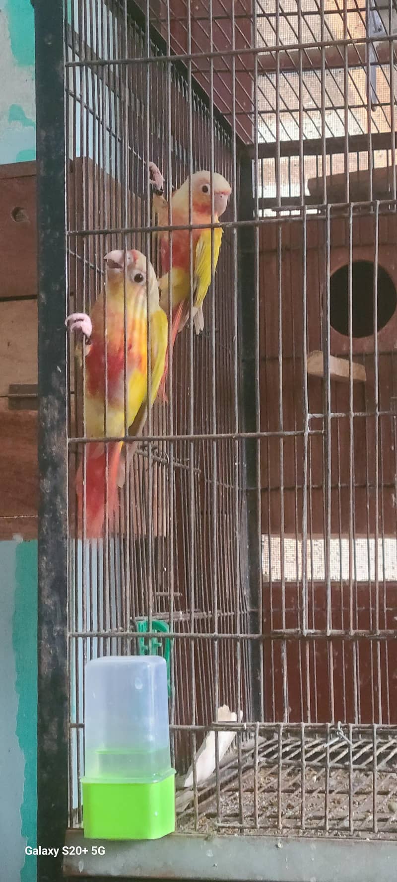 suncheeck conure 1