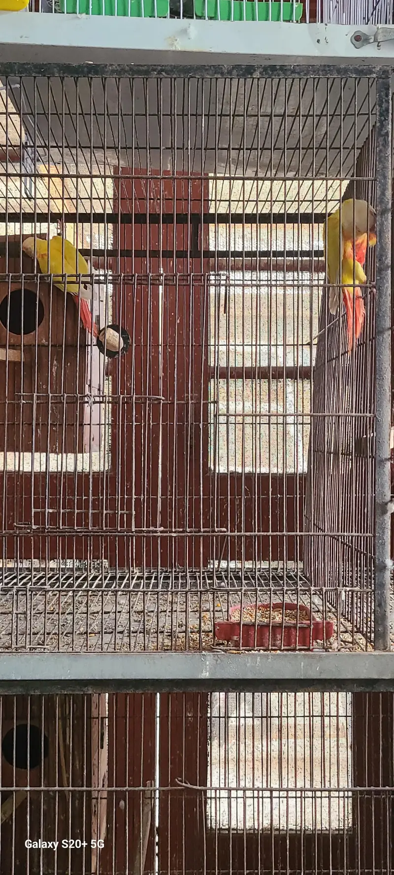 suncheeck conure — photo 3
