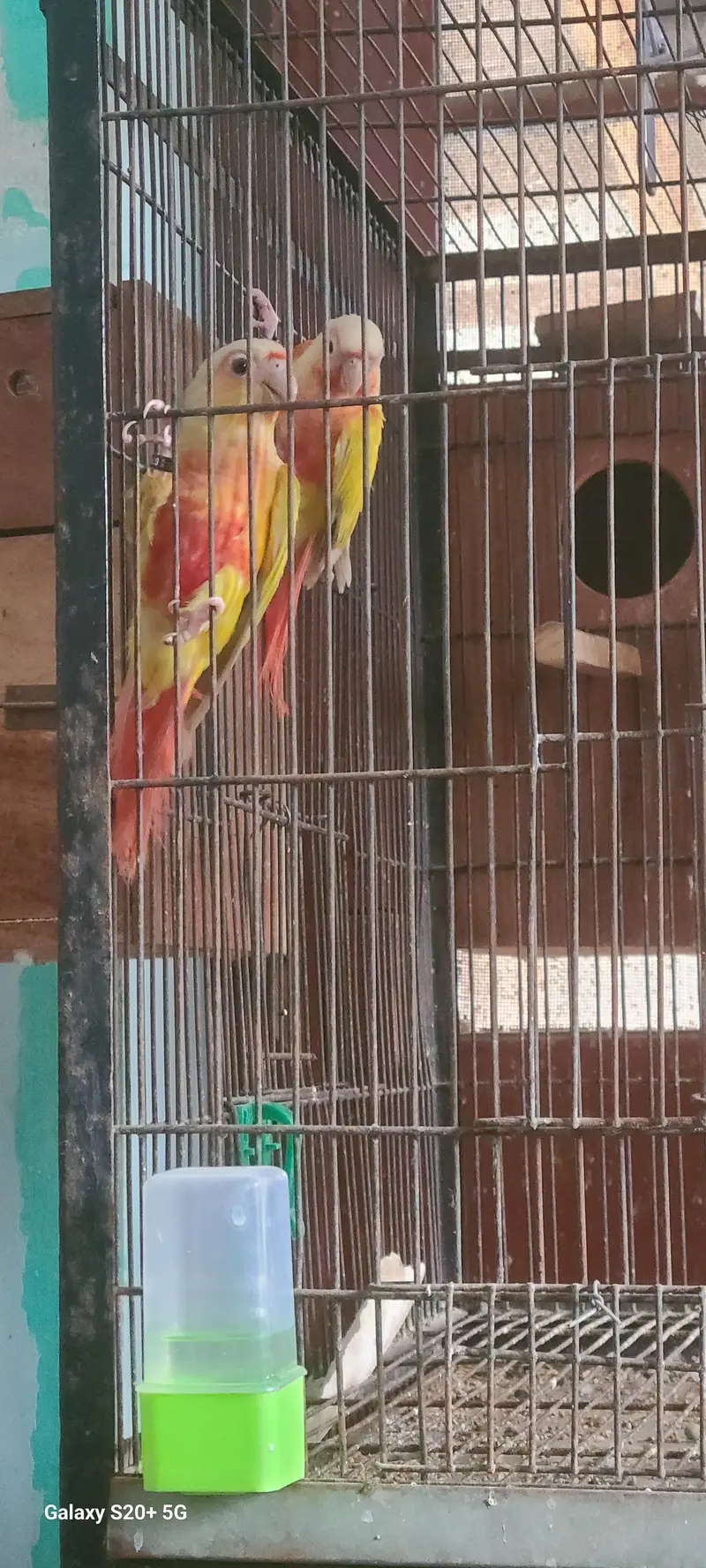suncheeck conure — photo 4