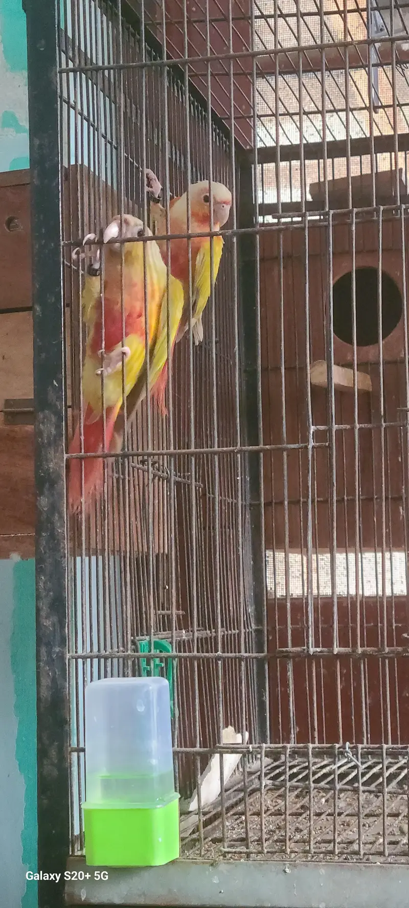 suncheeck conure — photo 5