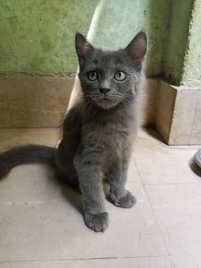 Persian cats sale