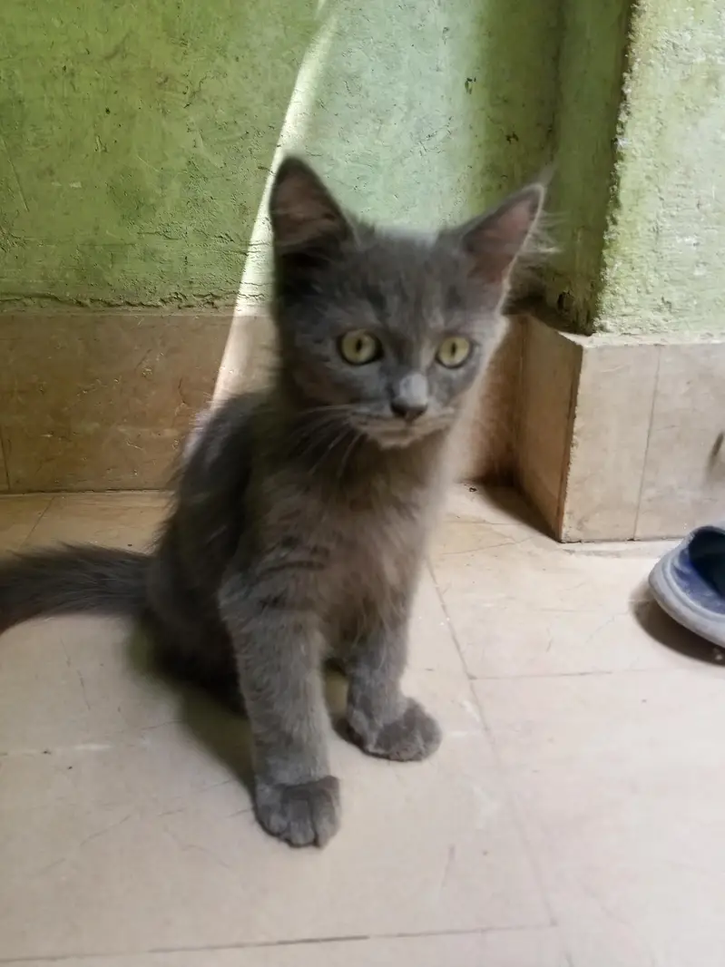 Persian cats sale — photo 2