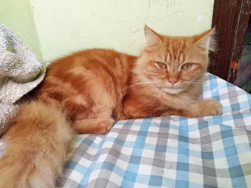 Persian cats sale — photo 3