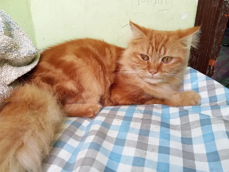 Persian cats sale — photo 4