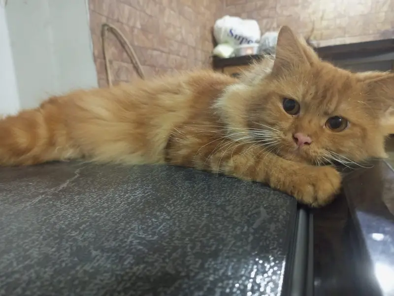 Persian cats sale — photo 5