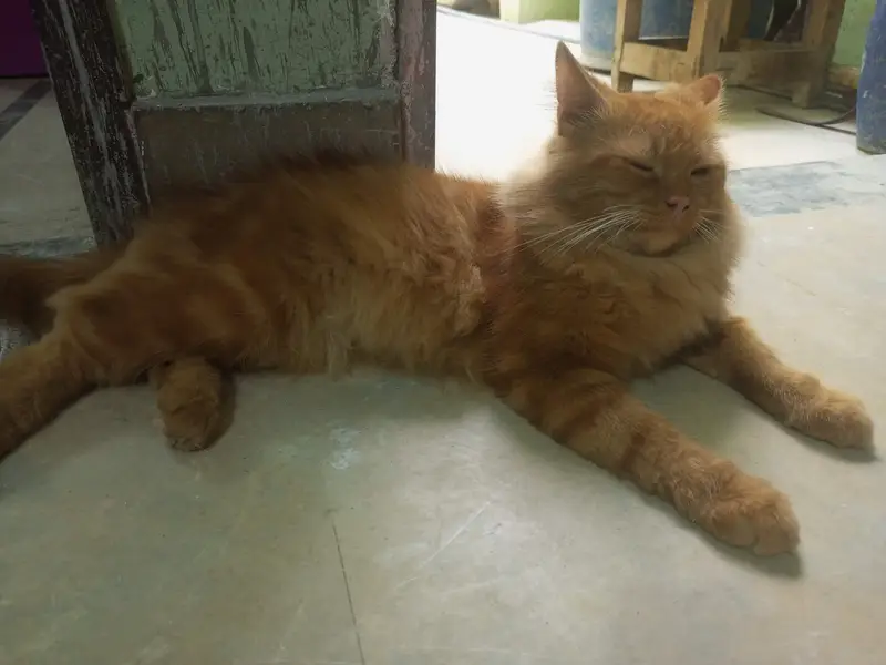 Persian cats sale — photo 6