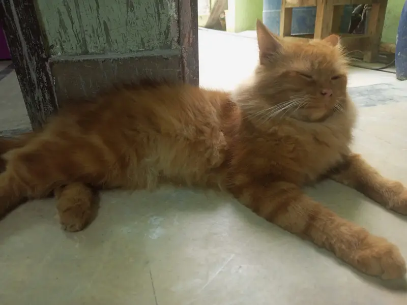 Persian cats sale — photo 7
