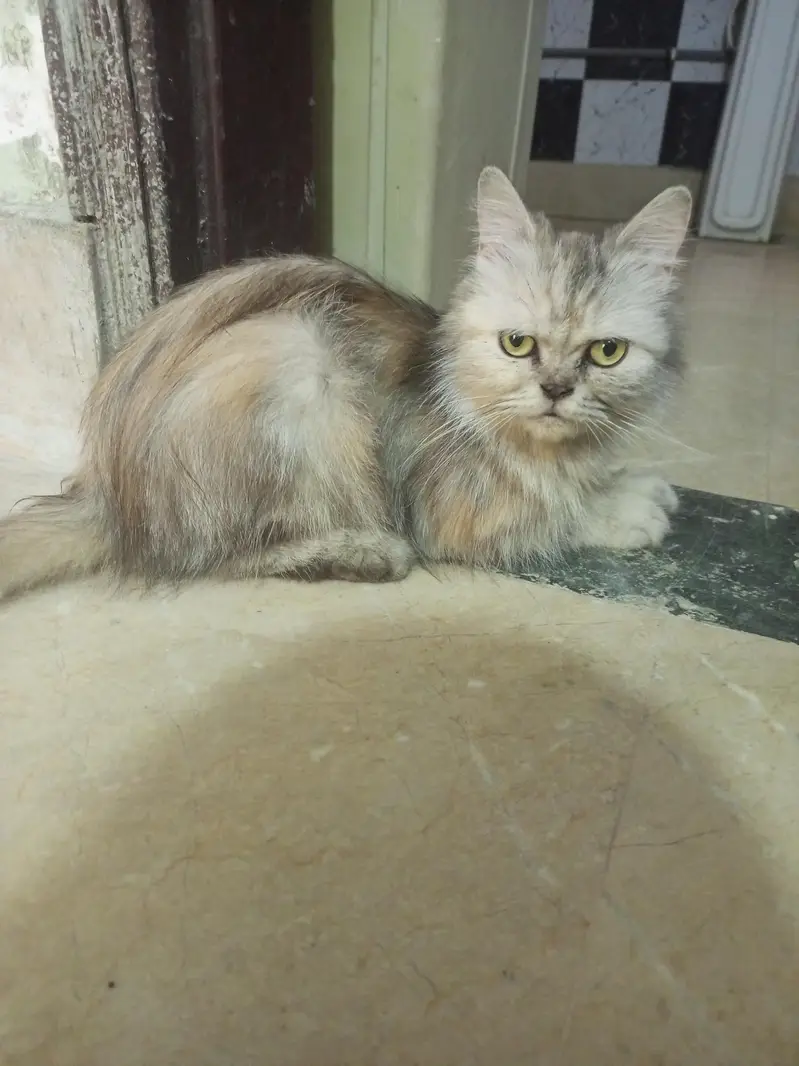Persian cats sale — photo 8